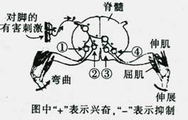 弧的成語有什麼|弧字开头的成语